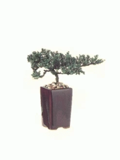 Preserved 8 Inches Bonsai