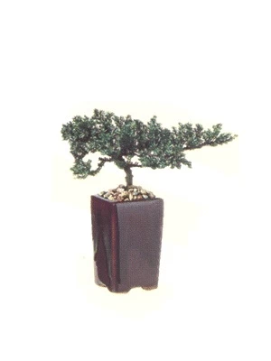 Preserved 8 Inches Bonsai