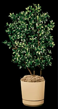 Custom Made Decorative Tree Design Your Own Olive ,Laurel , Mulberry Tree
