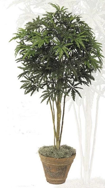 5 Feet Finger Aralia Tree - Multi Wood Trunk - 1,080 Leaves - Green - Weighted Base