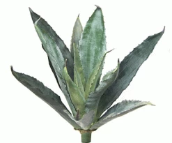 19.5 Inches Agave Plant - 12 Leaves - Green