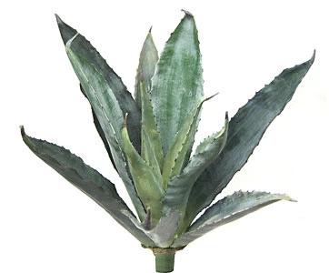19.5 Inches Agave Plant - 12 Leaves - Green