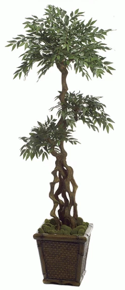 6 Feet Faux Ficus Nitida Tree