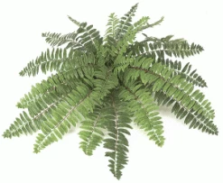 Faux Life Like Sword Fern House Plant
