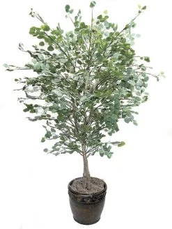 Custom Made Eucalyptus Tree Sizes 2 Feet & Up