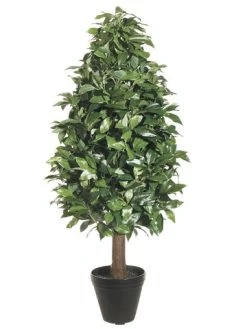 EF-105 Laurel Tree In Black Round Pot