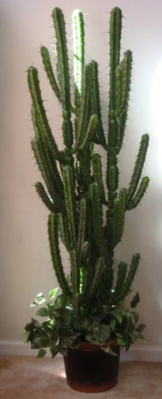 EF-6756 5 Feet Exotic Full Finger Cactus