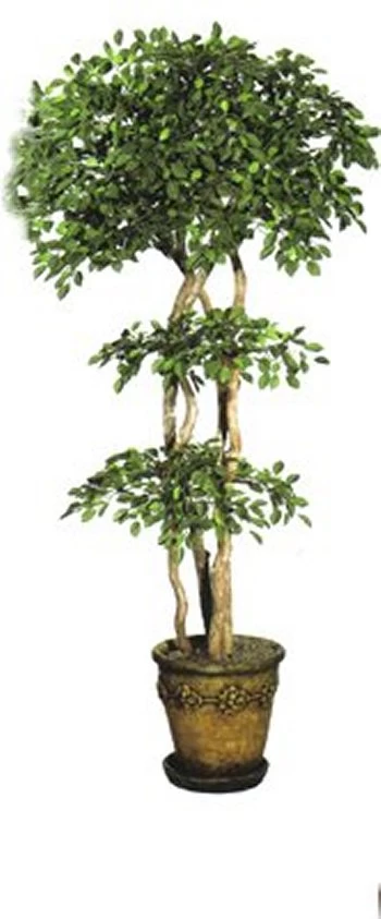 EF-4018 7 Feet Oriental Ficus Tree Natural Dragonwood Trunks 2680 Lvs.