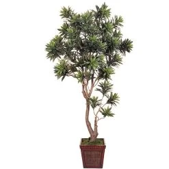 EF-5421 7.5 Feet Dracaena Reflexa Corn Tree 1706 Lvs