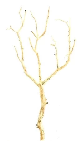 Ef-QSW006-NA 22 Inches Plastic Twig Branch Natural Color (Sold In A Set Of 6pc)