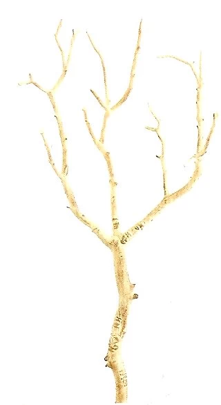 Ef-QSW006-NA 22 Inches Plastic Twig Branch Natural Color (Sold In A Set Of 6pc)