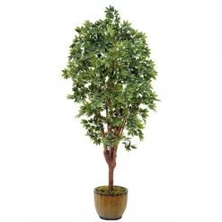 EF-1805 7 Feet Lychee Tree 3060 Lvs On A Natural Trunk