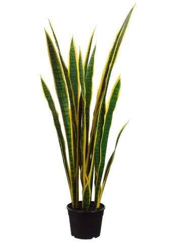 EF-S501 44 Inches Sansevieria Plant In Plastic Pot Yellow (Sold As A 2 Pc Set)