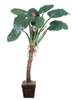 EF-3086 8.5 Feet Giant Alocasia Tree Has 8 Leaves, 2 Flowers, And 3 Berry Pods
