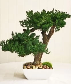 EF-0127 Preserved Bonsai Stands 20 Inches Tall And 15 Inches Wide In This Decorative White Ceramic Container 10 Inches X 10 Inches