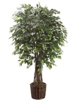 EF-4123 6 Feet Ficus Tree Multi Natural Trunk