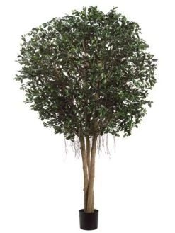 EF-4365 9 Feet Giant Ficus Retusa Tree Natural Wood Trunks In Pot Two Tone Green