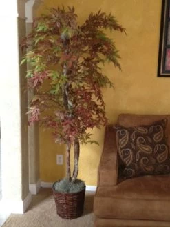 EF-1924 Japanese Maple Tree Red/ Brown/Green