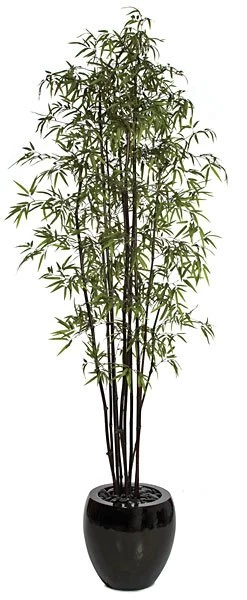 9 Feet Black Bamboo Tree - 10 Natural Canes - Green Leaves - 44 Inches Width