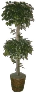 EF-1999 6 Feet Double Ficus Tree With Natural Wood Trunks