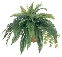 EF-2505 40 Inches Self Shaped Boston Fern X 5 W/ 53 Lvs. & Twigs
