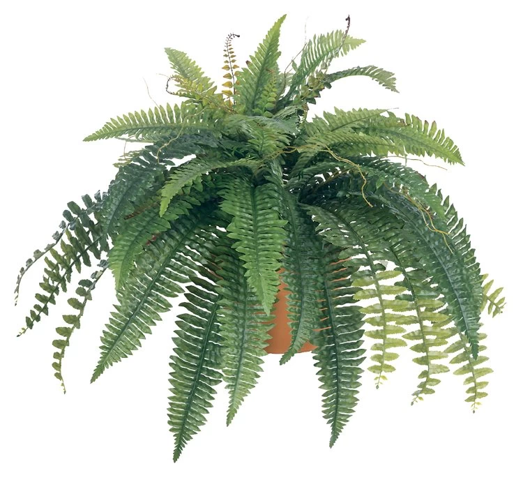 EF-2505 40 Inches Self Shaped Boston Fern X 5 W/ 53 Lvs. & Twigs