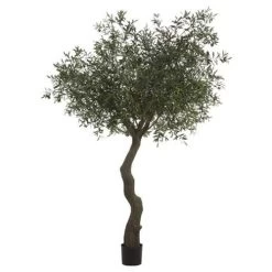 EF-187 7.5 Feet Exotic Olive Tree In Plastic Pot Green Black