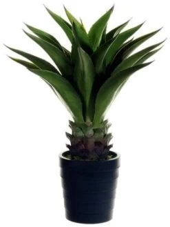 EF-853 32 Inches Agave Attenuata Plant W/25 Lvs. In Black Plastic Pot Green INDOOR/OUTDOOR