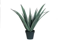 EF-3322 30 Inches Natural Touch Succulent Comes Potted In A Black Pot As Shown. 24 Self-Shaping Aloe Leaves It Spans 32 Inches At The Widest Point