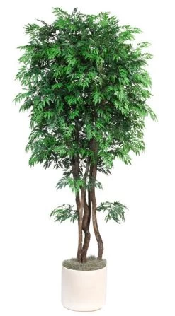 EF-4103 6.5 Feet Ming Aralia Tree Has 5 Natural Dragonwood Trunks With 4,522 Leaves