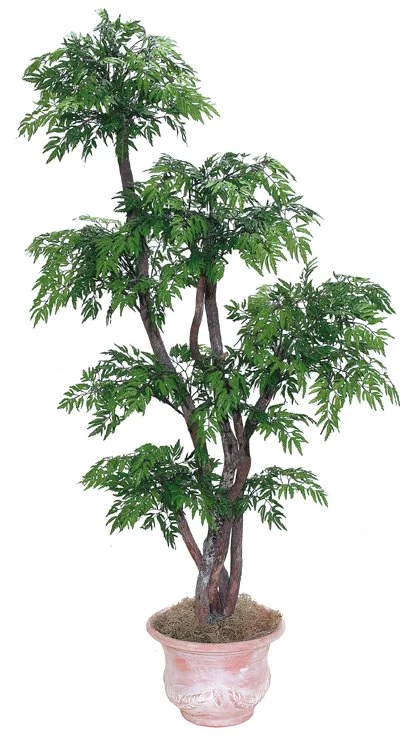 EF-4045 6 Feet Ming Aralia Tree Comes On 5 Natural Dragonwood Trunks Arranged In 6 Tiers With 2,856 Leaves