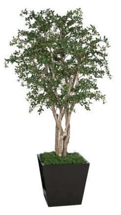 8 Feet Live Oak Tree - Natural Wood Trunks - 7,128 Leaves