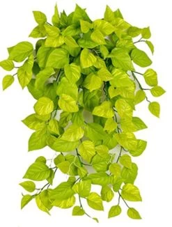 36 Inches FireSafe Light Green Pothos Ivy Bush