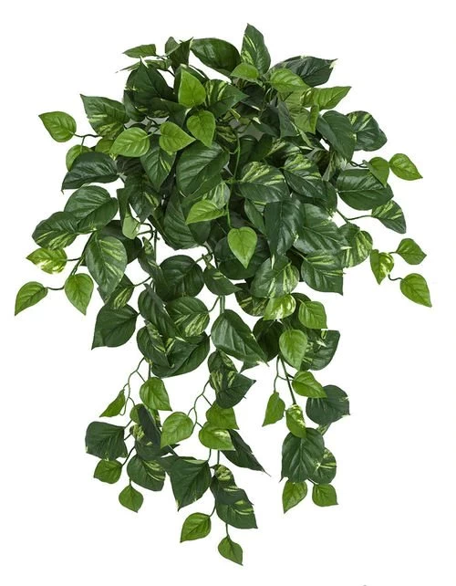 Firesafe Variegated Pothos Bush In 36 Inch Or 50 Inch Sizes - Image 4