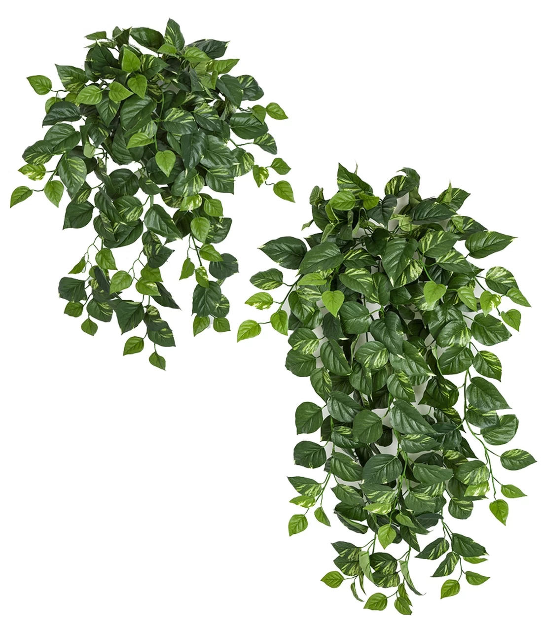 Firesafe Variegated Pothos Bush In 36 Inch Or 50 Inch Sizes - Image 3