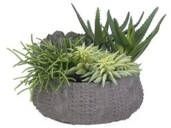 8"Hx12"Wx11"L Succulents In Clay Pot Green