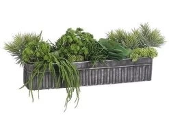 10"Hx14"Wx32"L Succulent Mix In Tin Container Green