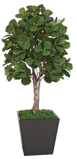 7 Feet Fiddle Leaf Fig Tree - Natural Wood Trunks - FIRE RETARDANT