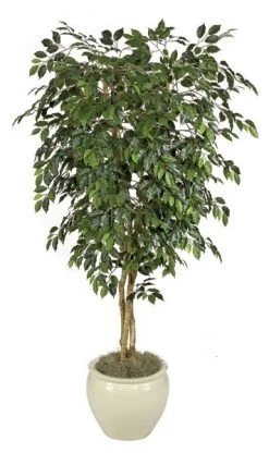 8 Feet Ficus Tree - Natural Trunks - 2,280 Leaves - Green