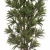 7 Feet Dracaena Reflexa Tree - Natural Trunks - 2,820 Leaves - Green/White - Weighted Base