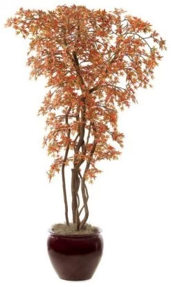 8 Feet Mini Japanese Maple Tree - Weighted Base - Custom Made