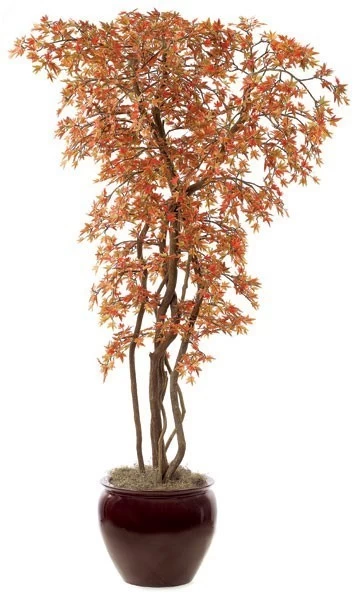 8 Feet Mini Japanese Maple Tree - Weighted Base - Custom Made