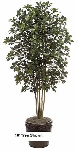 10 Feet Black Olive Tree Natural Trunks 6,240 Leaves
