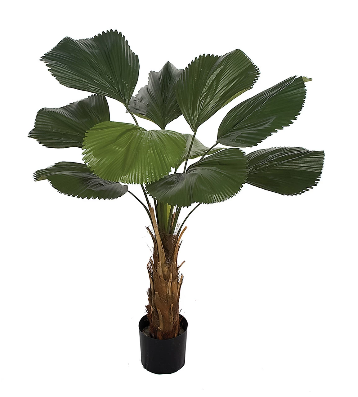 57 INCH LICUALA GRANDIS FAN PALM TREE FIRE RETARDANT