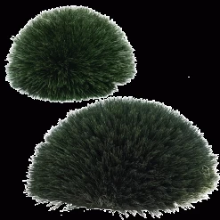 12 Inches HIGH X 24 Inches Wide Outdoor WHEAT GRASS MOUND